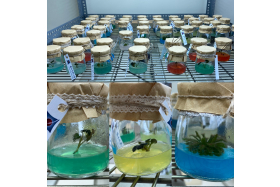 植物組織培養商品