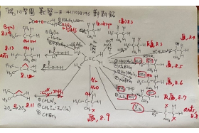 烯類的心智圖